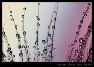Feather Drops with Mauve.jpg